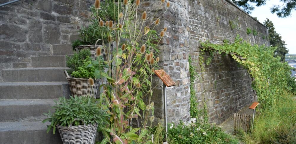 Balade thématique "les plantes et leurs bienfaits au Moyen Âge"
