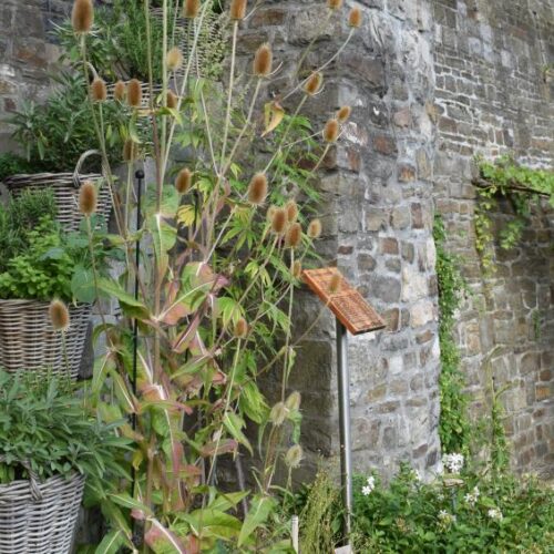 Balade thématique "les plantes et leurs bienfaits au Moyen Âge"