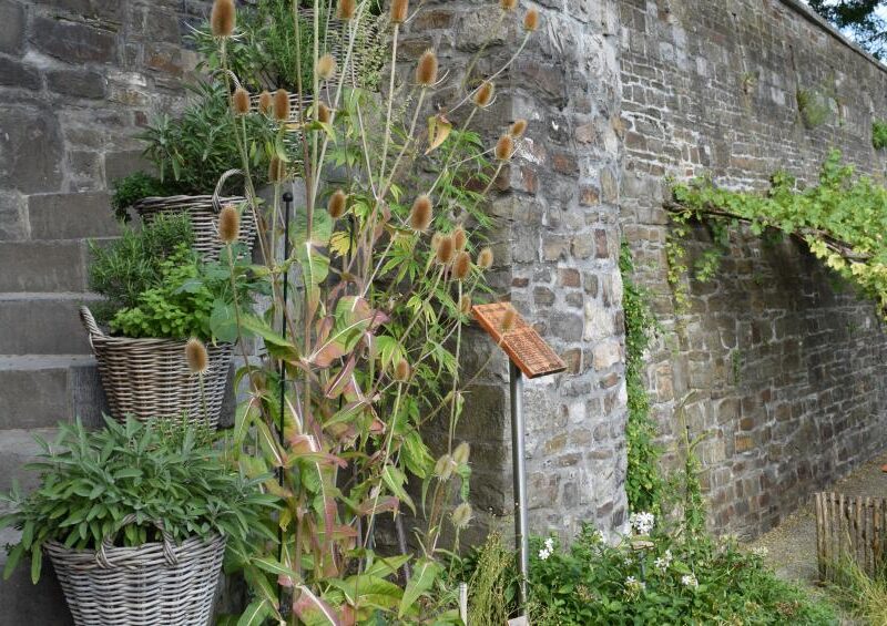 Balade thématique "les plantes et leurs bienfaits au Moyen Âge"